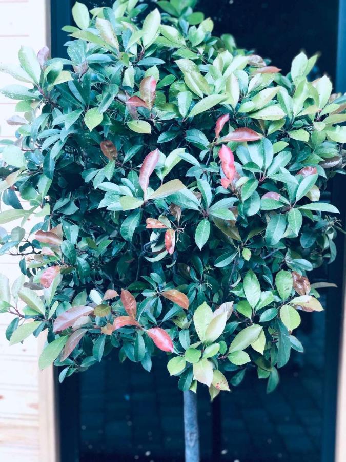 Chalet كفارياتي المظهر الخارجي الصورة